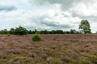 Österheide - Bispingen - Aşağı Saksonya - Almanya 'nın eşsiz ve renkli manzarasında harika bir yürüyüş.