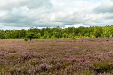 Österheide - Bispingen - Aşağı Saksonya - Almanya 'nın eşsiz ve renkli manzarasında harika bir yürüyüş.