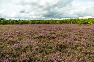 Österheide - Bispingen - Aşağı Saksonya - Almanya 'nın eşsiz ve renkli manzarasında harika bir yürüyüş.