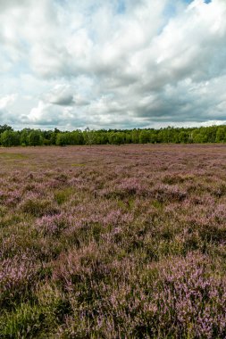 Österheide - Bispingen - Aşağı Saksonya - Almanya 'nın eşsiz ve renkli manzarasında harika bir yürüyüş.