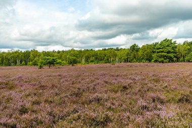 Österheide - Bispingen - Aşağı Saksonya - Almanya 'nın eşsiz ve renkli manzarasında harika bir yürüyüş.