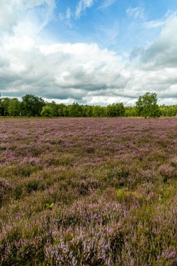 Österheide - Bispingen - Aşağı Saksonya - Almanya 'nın eşsiz ve renkli manzarasında harika bir yürüyüş.