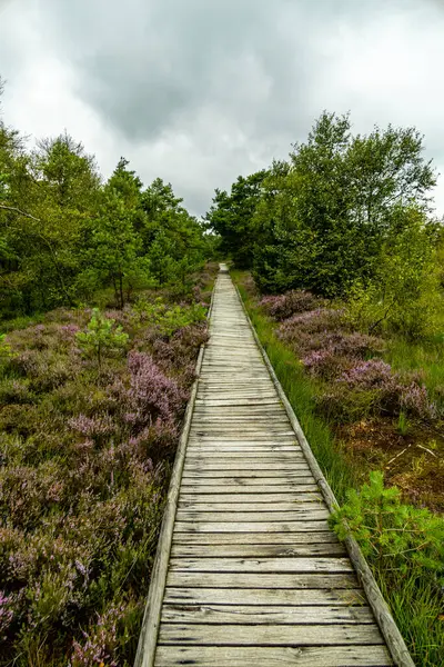Österheide - Bispingen - Aşağı Saksonya - Almanya 'nın eşsiz ve renkli manzarasında harika bir yürüyüş.