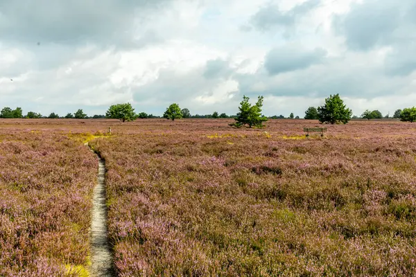 stock image A wonderful hike through the unique and colourful landscape of the Osterheide - Bispingen - Lower Saxony - Germany