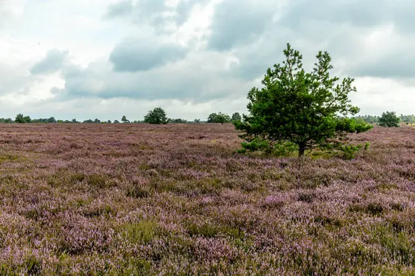 Stock image A wonderful hike through the unique and colourful landscape of the Osterheide - Bispingen - Lower Saxony - Germany