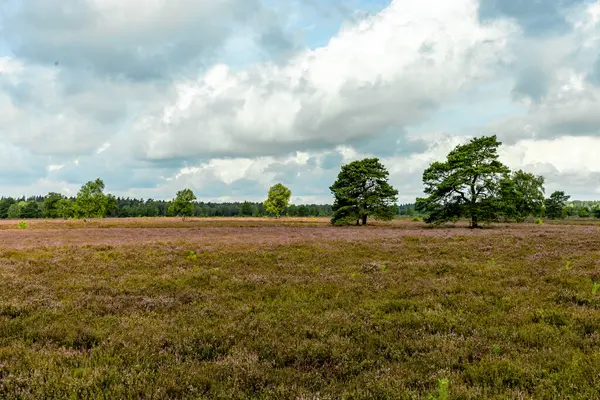 stock image A wonderful hike through the unique and colourful landscape of the Osterheide - Bispingen - Lower Saxony - Germany