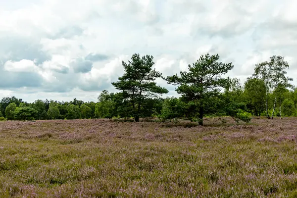 stock image A wonderful hike through the unique and colourful landscape of the Osterheide - Bispingen - Lower Saxony - Germany