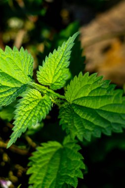 Dornburg Şatosu yakınlarındaki Jena ve Naumburg arasındaki güzel Saale Vadisi 'nde seyahat ederken Thüringen - Almanya