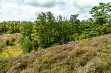 Borsteler Schweiz - Bispingen - Aşağı Saksonya - Almanya 'nın eşsiz ve renkli manzarasında harika bir yürüyüş.