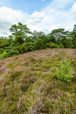 Borsteler Schweiz - Bispingen - Aşağı Saksonya - Almanya 'nın eşsiz ve renkli manzarasında harika bir yürüyüş.