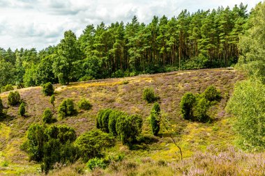 Borsteler Schweiz - Bispingen - Aşağı Saksonya - Almanya 'nın eşsiz ve renkli manzarasında harika bir yürüyüş.