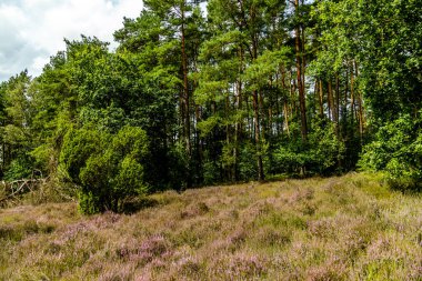 Borsteler Schweiz - Bispingen - Aşağı Saksonya - Almanya 'nın eşsiz ve renkli manzarasında harika bir yürüyüş.
