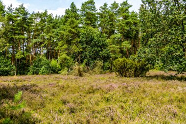 Borsteler Schweiz - Bispingen - Aşağı Saksonya - Almanya 'nın eşsiz ve renkli manzarasında harika bir yürüyüş.