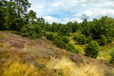 Borsteler Schweiz - Bispingen - Aşağı Saksonya - Almanya 'nın eşsiz ve renkli manzarasında harika bir yürüyüş.