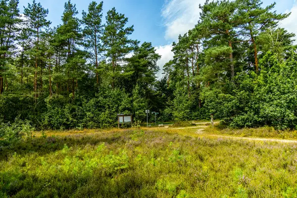 Borsteler Schweiz - Bispingen - Aşağı Saksonya - Almanya 'nın eşsiz ve renkli manzarasında harika bir yürüyüş.