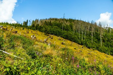 Güzel Thüringen Ormanı 'nda, Almanya' da Luisenthal çevresinde kısa yaz yürüyüşü