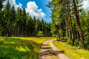 Güzel Thüringen Ormanı 'nda, Almanya' da Luisenthal çevresinde kısa yaz yürüyüşü