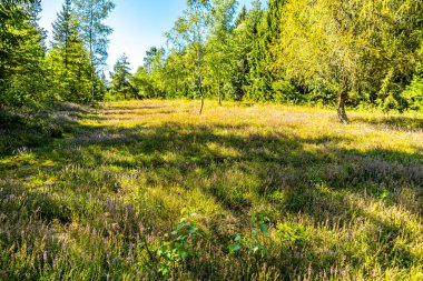 Lehesten am Rennsteig - Thüringen - Almanya yakınlarındaki güzel Thuringian Kayrak Parkı 'nda yaz sonu yürüyüşü