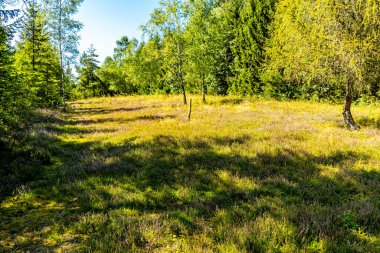 Lehesten am Rennsteig - Thüringen - Almanya yakınlarındaki güzel Thuringian Kayrak Parkı 'nda yaz sonu yürüyüşü