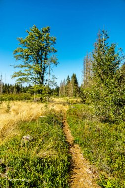 Lehesten am Rennsteig - Thüringen - Almanya yakınlarındaki güzel Thuringian Kayrak Parkı 'nda yaz sonu yürüyüşü