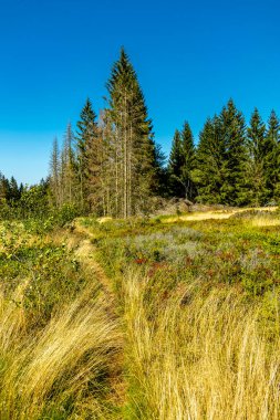 Lehesten am Rennsteig - Thüringen - Almanya yakınlarındaki güzel Thuringian Kayrak Parkı 'nda yaz sonu yürüyüşü