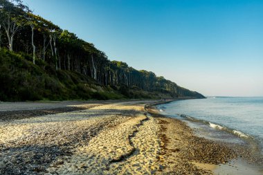 Nienhagen 'in Baltık Denizi sahillerinde gizemli hayalet ormanı Mecklenburg-Vorpommern Almanya