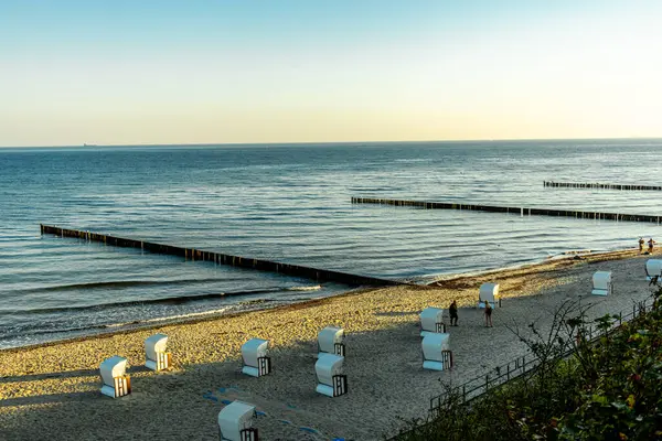 Nienhagen 'in Baltık Denizi sahillerinde gizemli hayalet ormanı Mecklenburg-Vorpommern Almanya