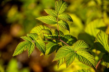 Thüringen Ormanı 'nda sonbahar bitkisi ihtişamı - Thüringen - Almanya