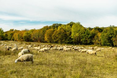 Jena, Thüringen, Almanya yakınlarındaki Saale Horizontale 'nin güzel manzarasında renkli bir sonbahar yürüyüşü.