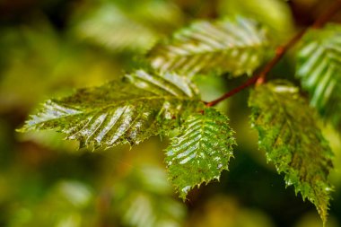 Schmalkalden yakınlarındaki Thüringen Ormanı 'nın güney-batı yamacında yağmurlu sonbahar havasında yürüyün.