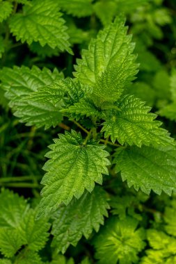 Schmalkalden yakınlarındaki Thüringen Ormanı 'nın güney-batı yamacında yağmurlu sonbahar havasında yürüyün.