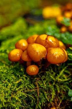 Schmalkalden yakınlarındaki Thüringen Ormanı 'nın güney-batı yamacında yağmurlu sonbahar havasında yürüyün.