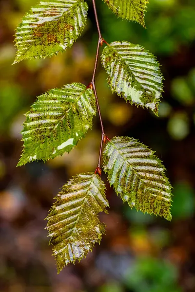 Schmalkalden yakınlarındaki Thüringen Ormanı 'nın güney-batı yamacında yağmurlu sonbahar havasında yürüyün.