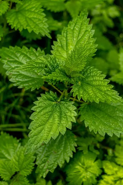 Schmalkalden yakınlarındaki Thüringen Ormanı 'nın güney-batı yamacında yağmurlu sonbahar havasında yürüyün.