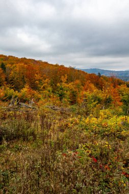 Thüringen Ormanı 'nda Schmalkalden ve Brotterode - Thüringen - Almanya arasında Mommelstein bisiklet yolu üzerinde bir sonbahar bisiklet turu.