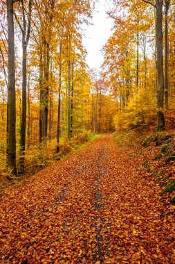 Thüringen Ormanı 'nda Schmalkalden ve Brotterode - Thüringen - Almanya arasında Mommelstein bisiklet yolu üzerinde bir sonbahar bisiklet turu.