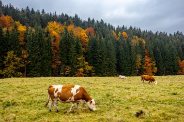 Thüringen Ormanı 'nda Schmalkalden ve Brotterode - Thüringen - Almanya arasında Mommelstein bisiklet yolu üzerinde bir sonbahar bisiklet turu.
