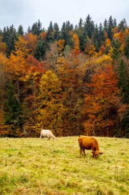 Thüringen Ormanı 'nda Schmalkalden ve Brotterode - Thüringen - Almanya arasında Mommelstein bisiklet yolu üzerinde bir sonbahar bisiklet turu.