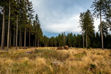 Thüringen 'in renkli ormanlarındaki Ebertswiese' deki dağ gölüne yapılan sonbahar yürüyüşü - Almanya