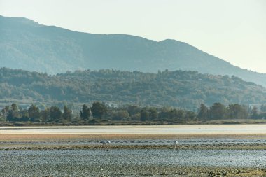 A short walk on the beach around the beautiful salt lake at Marmari in the South Aegean with a view of a few flamingos - Greece  clipart