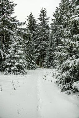 Karla kaplı Thüringen Ormanı 'ndaki Rennsteig tren istasyonuna kış yürüyüşü - Schmiedefeld - Thüringen - Almanya
