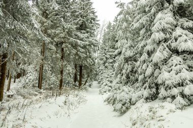 Karla kaplı Thüringen Ormanı 'ndaki Rennsteig tren istasyonuna kış yürüyüşü - Schmiedefeld - Thüringen - Almanya