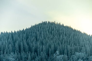 Oberhof yakınlarındaki Thuringian Ormanı 'nda kış yürüyüşü - Thüringen - Almanya