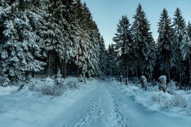 Winter hike through the Thuringian Forest near Oberhof at blue hour - Thuringia - Germany clipart