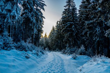 Oberhof yakınlarındaki Thuringian Ormanı 'nda kış yürüyüşü - Thüringen - Almanya