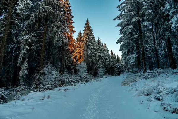 Oberhof yakınlarındaki Thuringian Ormanı 'nda kış yürüyüşü - Thüringen - Almanya