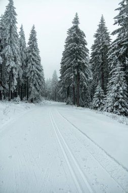 Kışın Oberhof ve Kanzlersgrund yakınlarındaki Thüringen Ormanı 'nda yürüyüş - Thüringen - Almanya