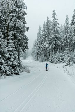 Kışın Oberhof ve Kanzlersgrund yakınlarındaki Thüringen Ormanı 'nda yürüyüş - Thüringen - Almanya