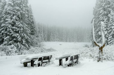 Kışın Oberhof ve Kanzlersgrund yakınlarındaki Thüringen Ormanı 'nda yürüyüş - Thüringen - Almanya