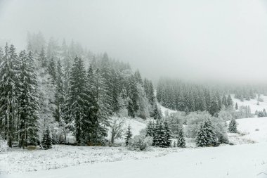 Kışın Oberhof ve Kanzlersgrund yakınlarındaki Thüringen Ormanı 'nda yürüyüş - Thüringen - Almanya